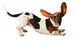 animals & dogs free transparent png image.