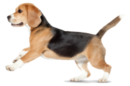 animals & Dogs free transparent png image.