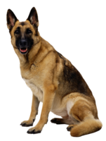 animals & dogs free transparent png image.