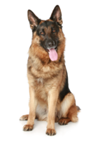 animals & Dogs free transparent png image.