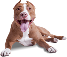 animals & dogs free transparent png image.