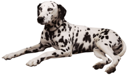 animals & dogs free transparent png image.