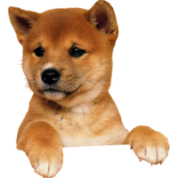 animals & Dogs free transparent png image.