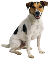 animals & dogs free transparent png image.