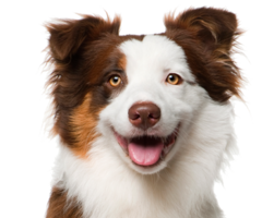 animals & dogs free transparent png image.