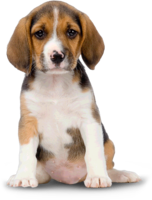 animals & dogs free transparent png image.