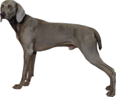 animals & Dogs free transparent png image.
