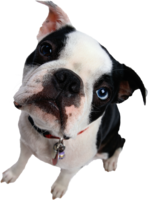 animals & Dogs free transparent png image.