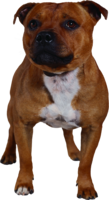 animals & Dogs free transparent png image.