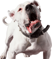 animals & Dogs free transparent png image.