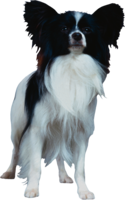 animals & dogs free transparent png image.