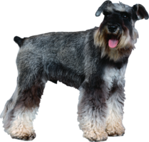 animals & Dogs free transparent png image.