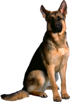 animals & dogs free transparent png image.