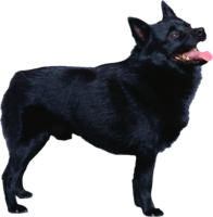 animals & Dogs free transparent png image.