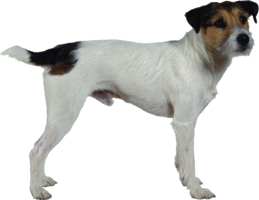 animals & Dogs free transparent png image.