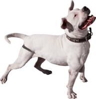 animals & dogs free transparent png image.