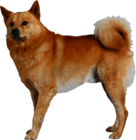 animals & Dogs free transparent png image.