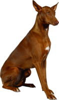 animals & dogs free transparent png image.