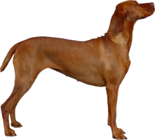 animals & dogs free transparent png image.