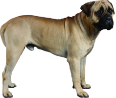 animals & dogs free transparent png image.