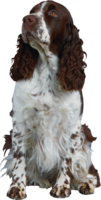 animals & Dogs free transparent png image.