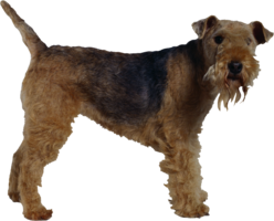 animals & Dogs free transparent png image.