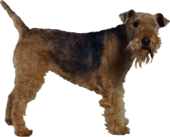 animals & dogs free transparent png image.