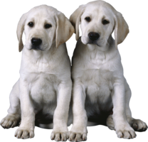 animals & dogs free transparent png image.