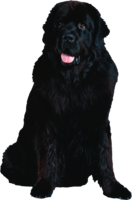 animals & Dogs free transparent png image.