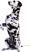 animals & dogs free transparent png image.