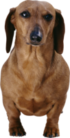 animals & Dogs free transparent png image.