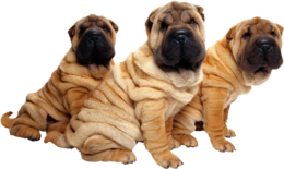 animals & Dogs free transparent png image.