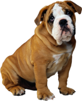 animals & Dogs free transparent png image.