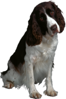 animals & Dogs free transparent png image.