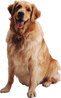 animals & dogs free transparent png image.