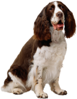 animals & Dogs free transparent png image.