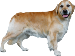 animals & Dogs free transparent png image.