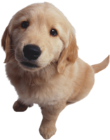 animals & dogs free transparent png image.