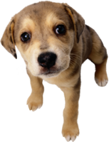 animals & dogs free transparent png image.