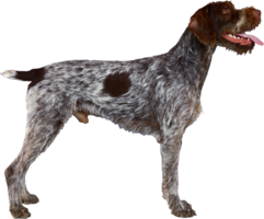 animals & dogs free transparent png image.