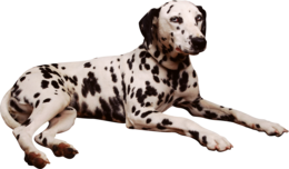 animals & dogs free transparent png image.