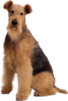 animals & Dogs free transparent png image.