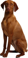 animals & dogs free transparent png image.