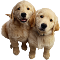 animals & dogs free transparent png image.