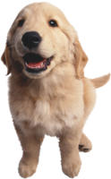 animals & Dogs free transparent png image.