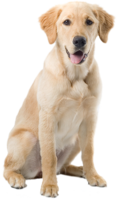 animals & Dogs free transparent png image.