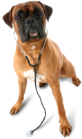 animals & Dogs free transparent png image.