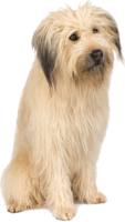 animals & Dogs free transparent png image.