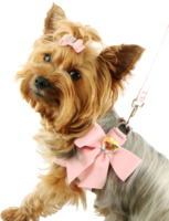 animals & Dogs free transparent png image.