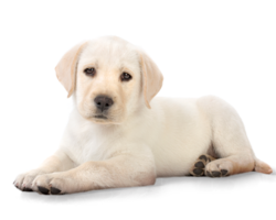 animals & Dogs free transparent png image.